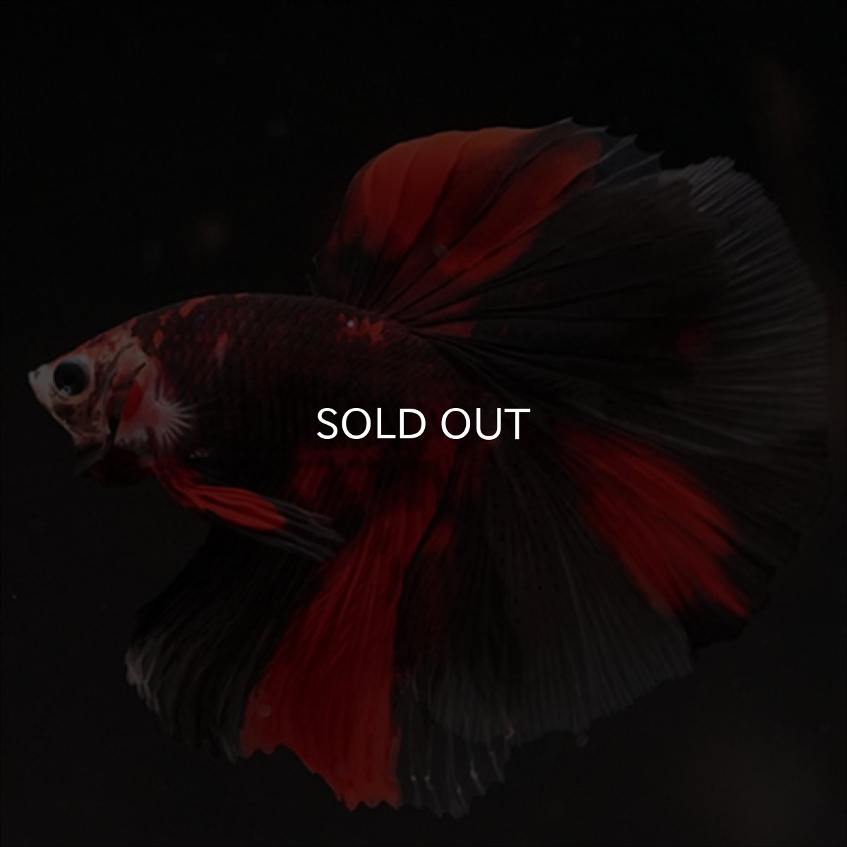 画像4: HM　鯉　ブラックレッド (4)