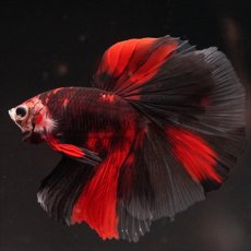 画像4: HM　鯉　ブラックレッド (4)