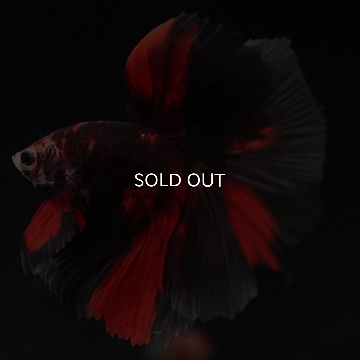 画像3: HM　鯉　ブラックレッド (3)