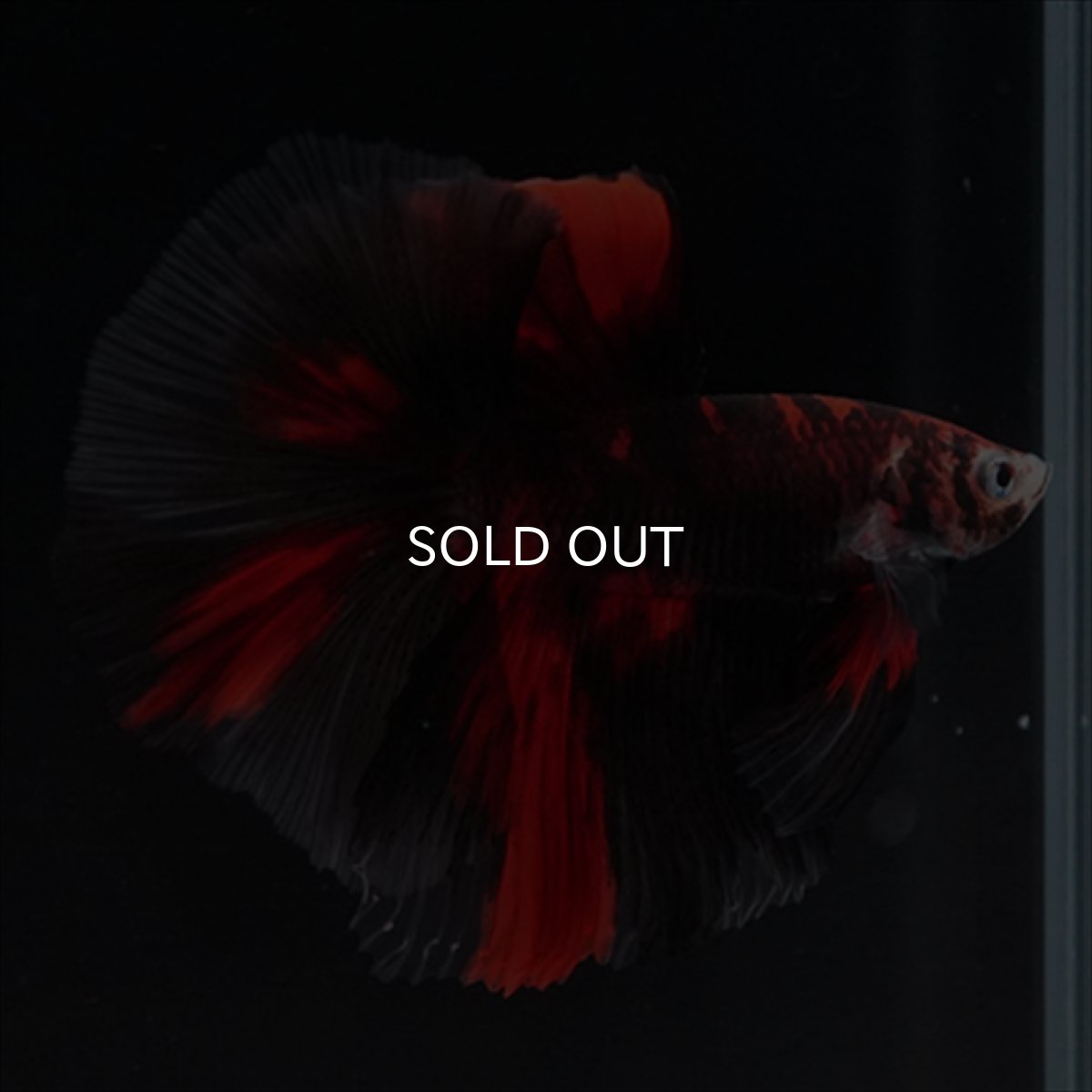 画像2: HM　鯉　ブラックレッド (2)