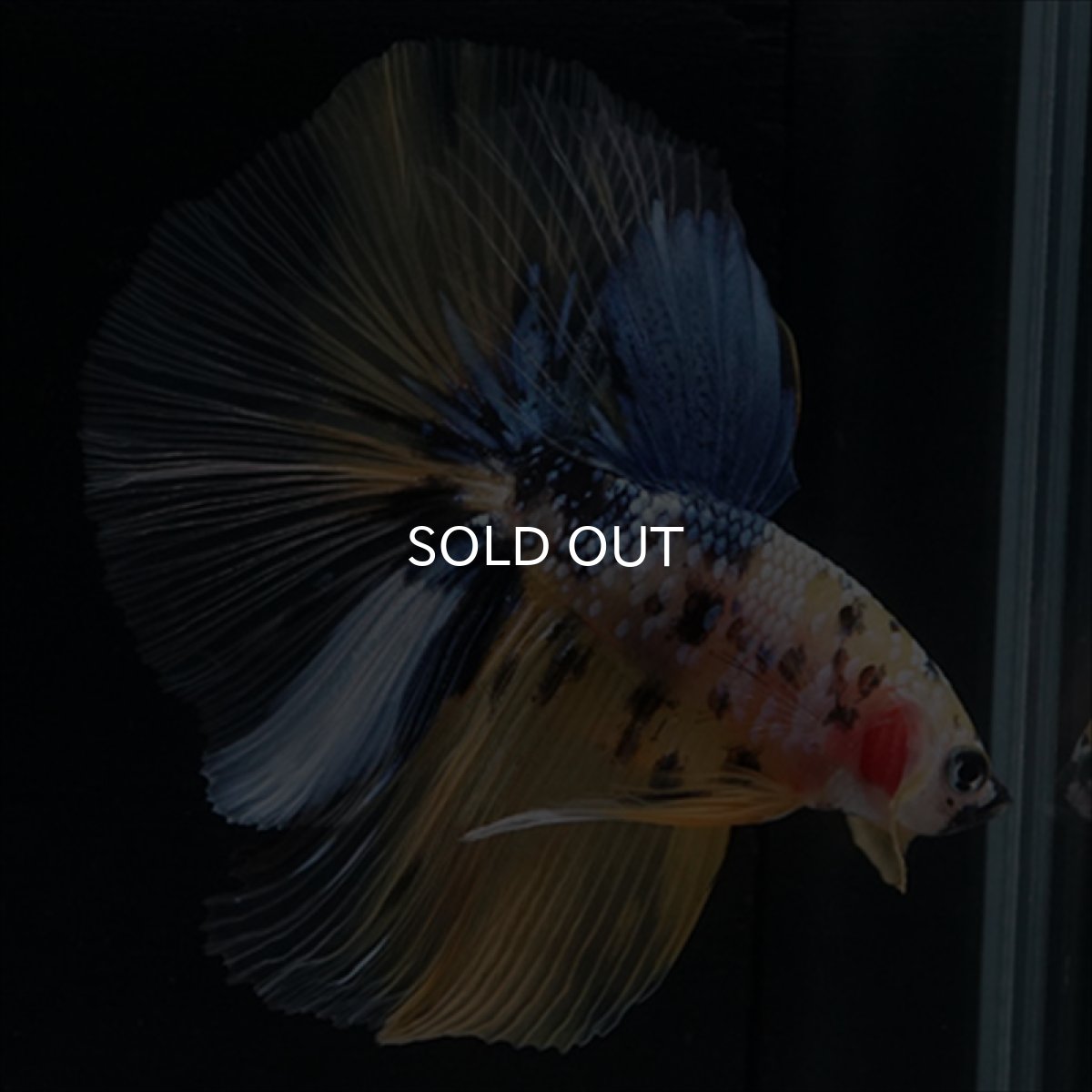 画像13: HM　イエロー鯉 (13)