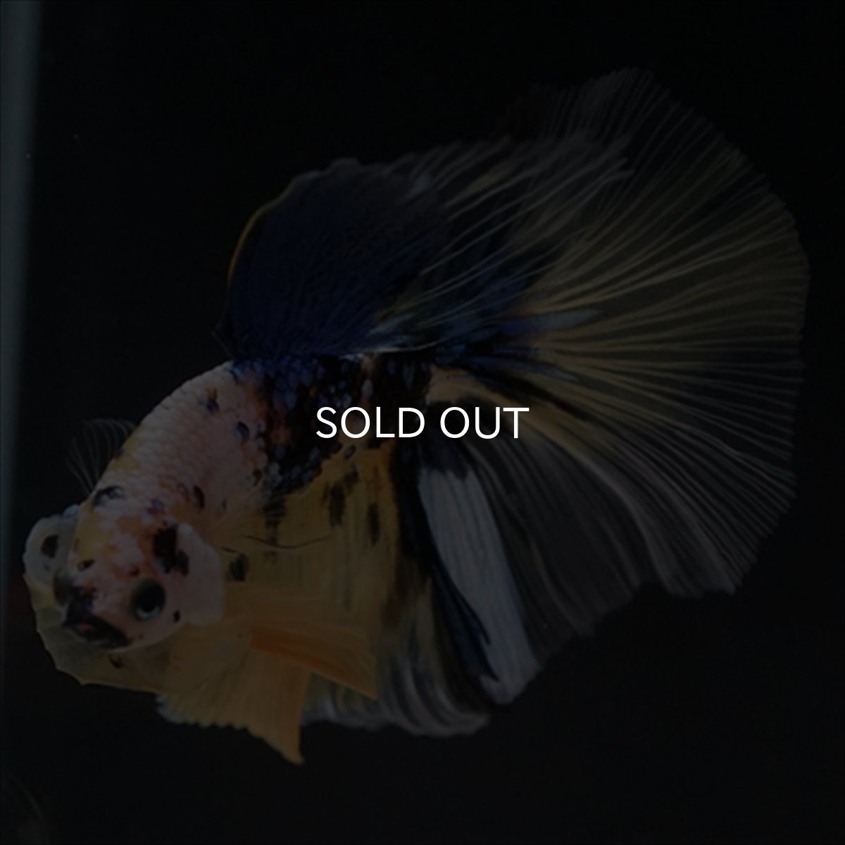 画像12: HM　イエロー鯉 (12)