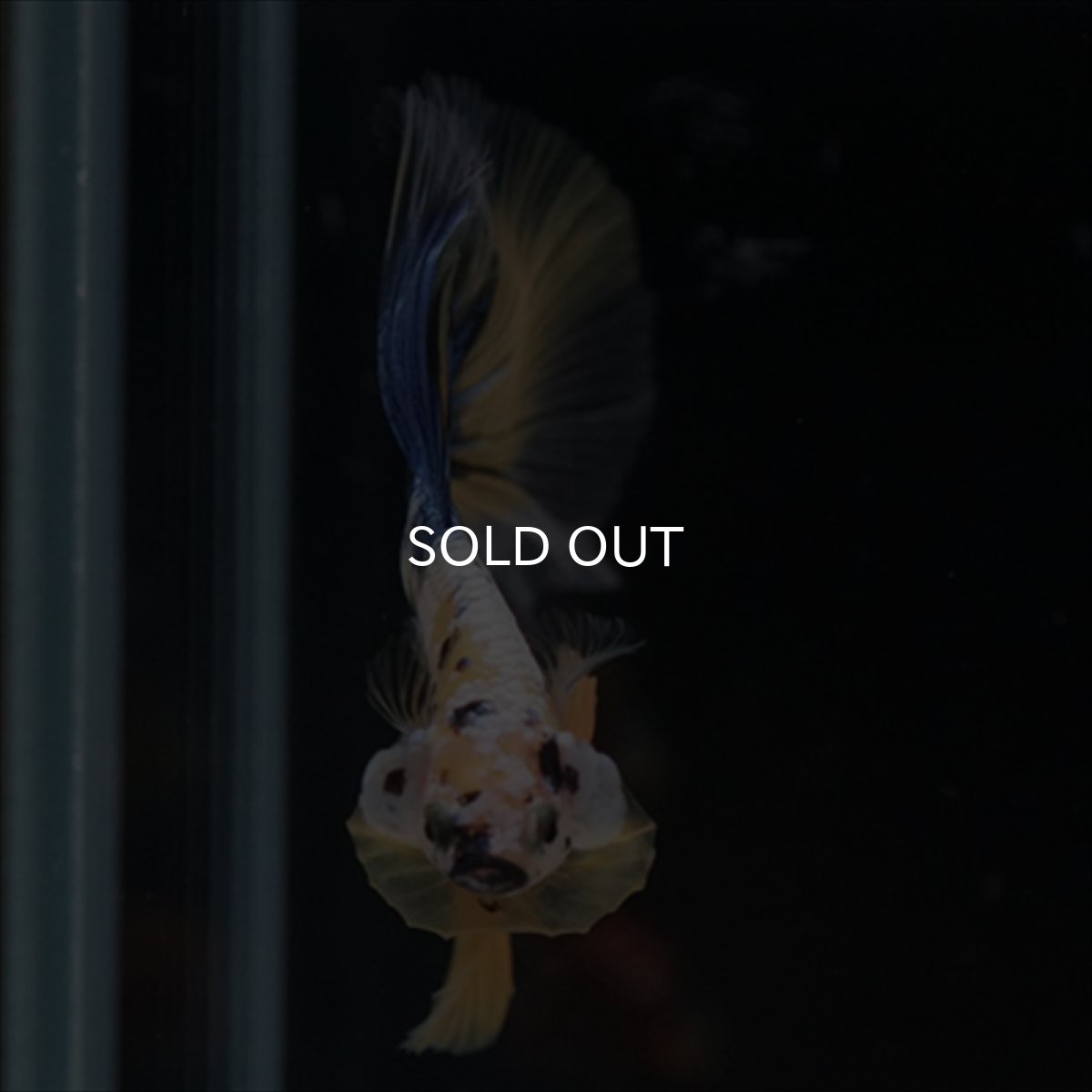 画像11: HM　イエロー鯉 (11)