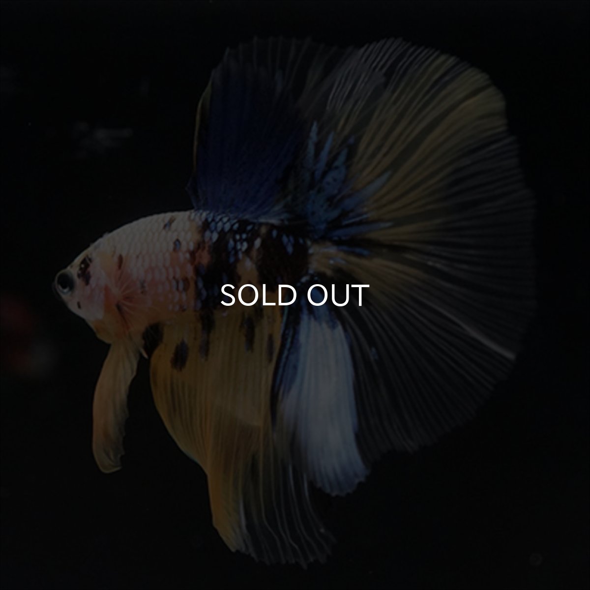 画像10: HM　イエロー鯉 (10)