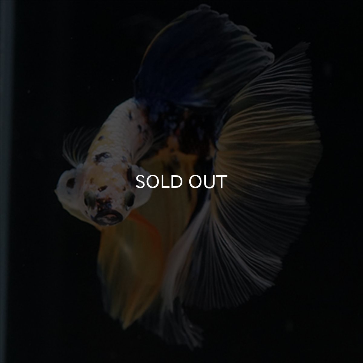 画像9: HM　イエロー鯉 (9)