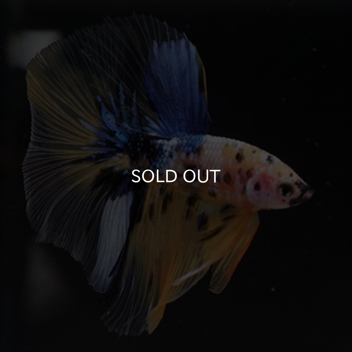 画像8: HM　イエロー鯉 (8)