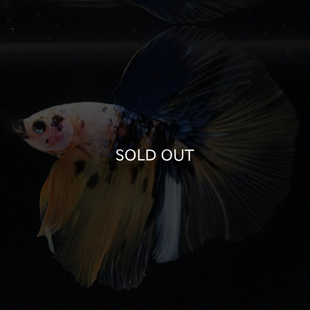 画像7: HM　イエロー鯉 (7)