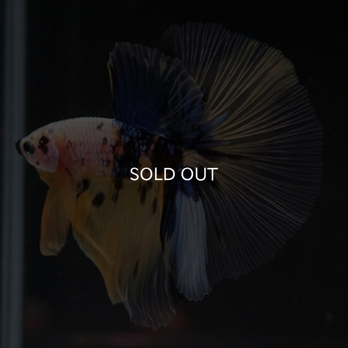 画像2: HM　イエロー鯉 (2)