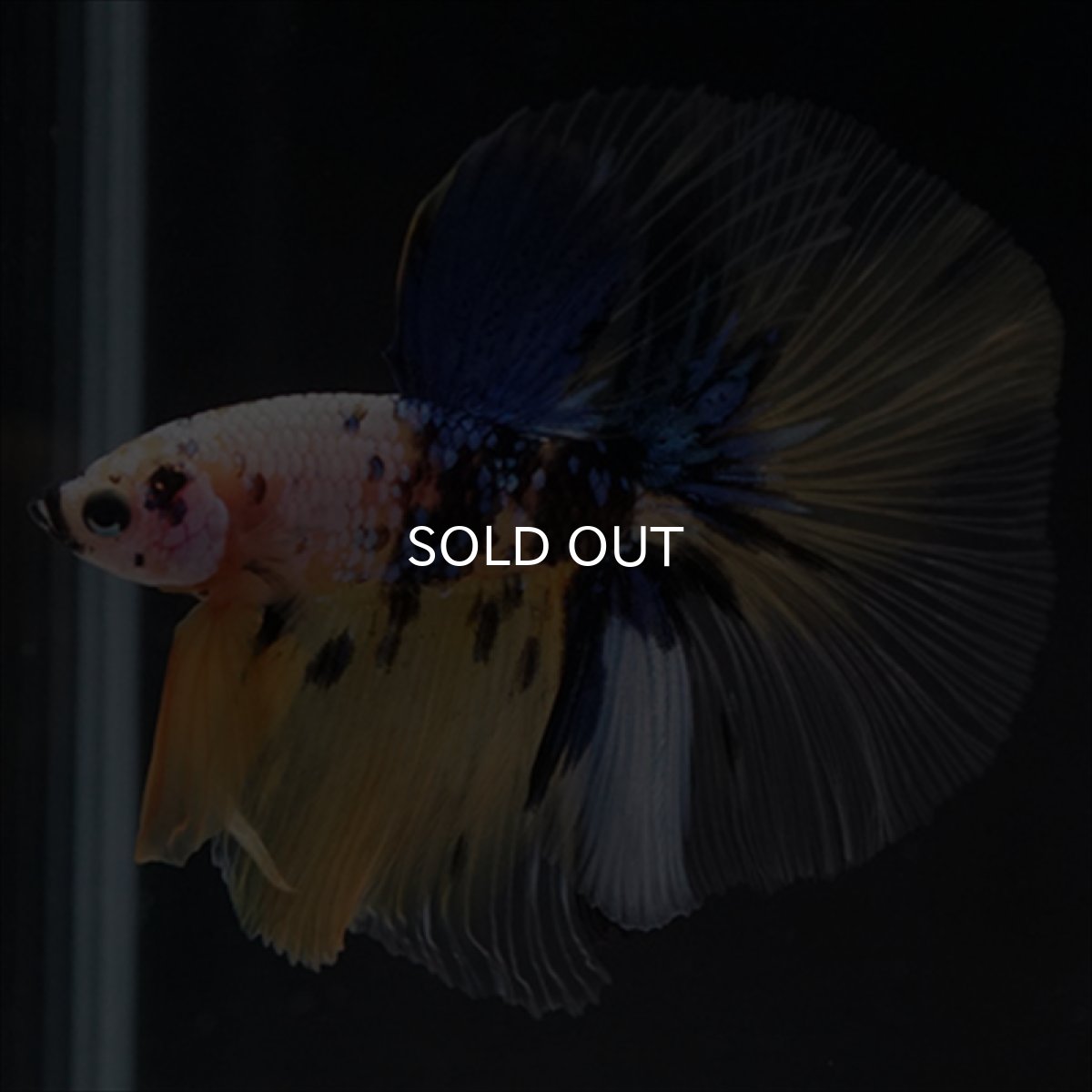 画像6: HM　イエロー鯉 (6)