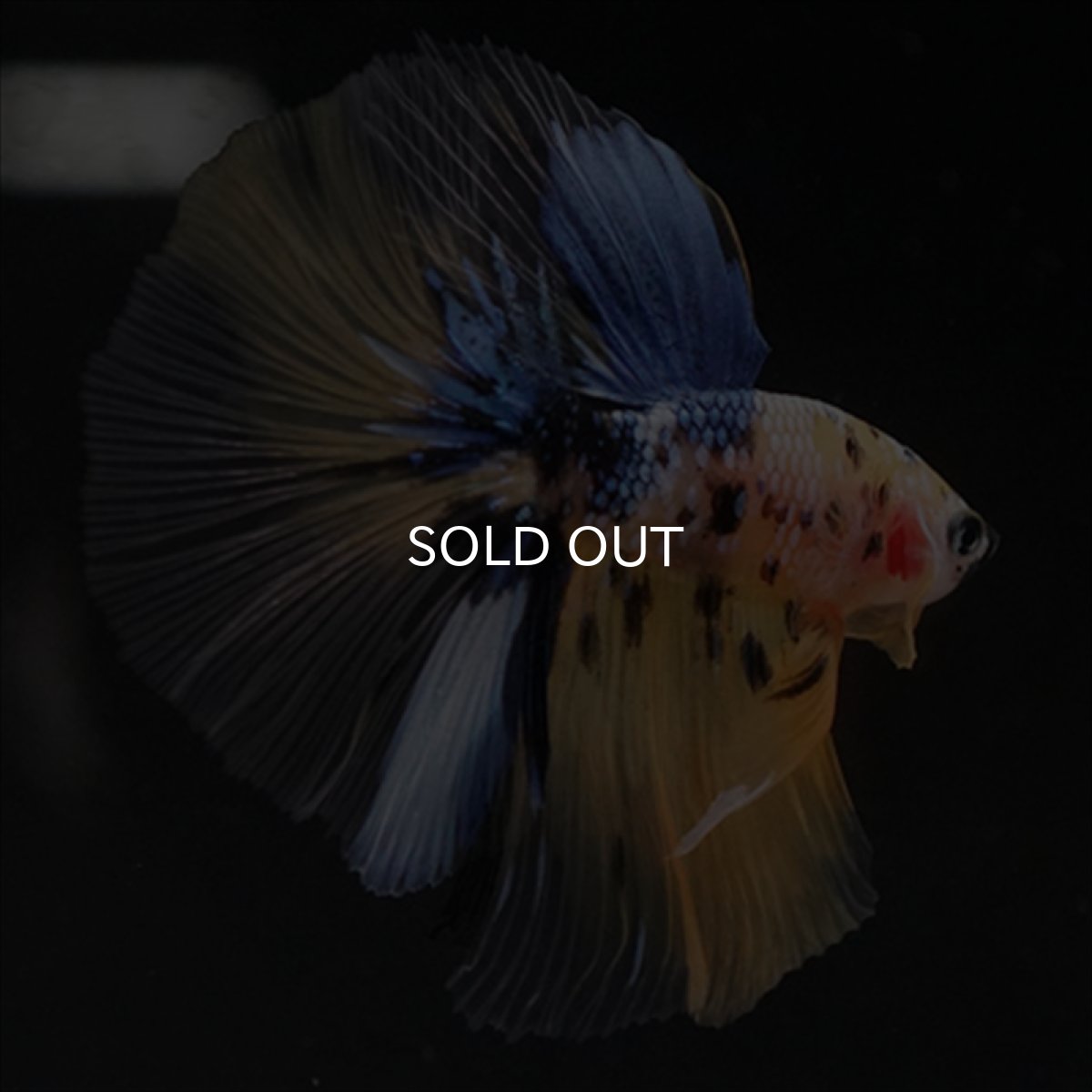 画像5: HM　イエロー鯉 (5)