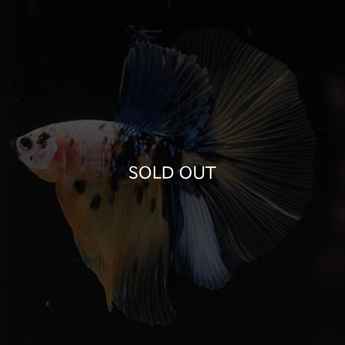 画像4: HM　イエロー鯉 (4)