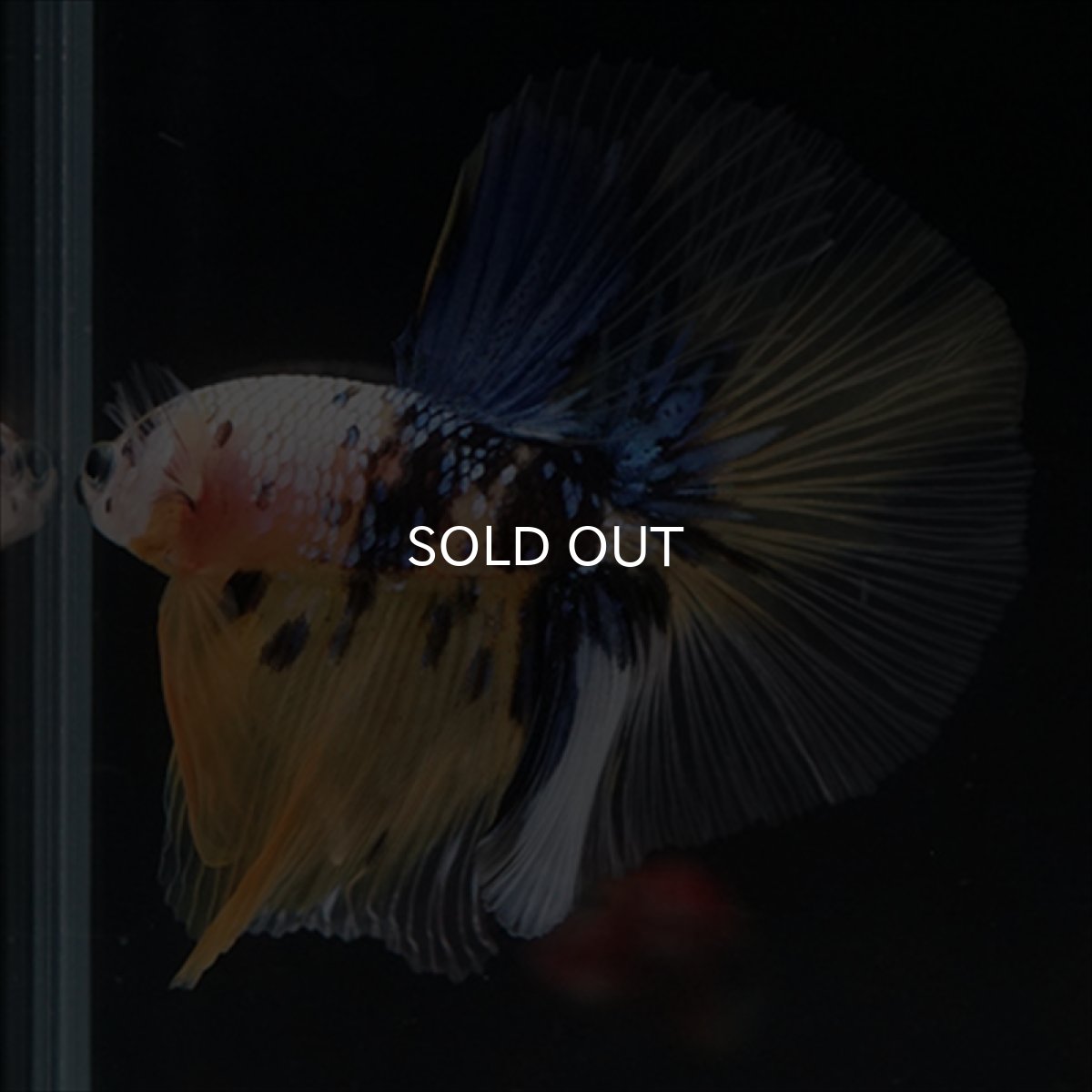 画像3: HM　イエロー鯉 (3)