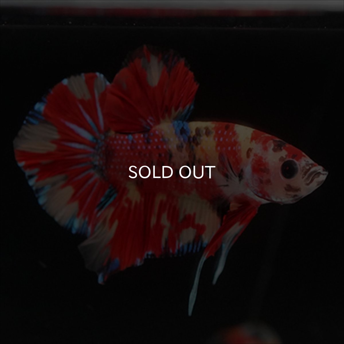 画像16: HMPK　キャンディ (16)