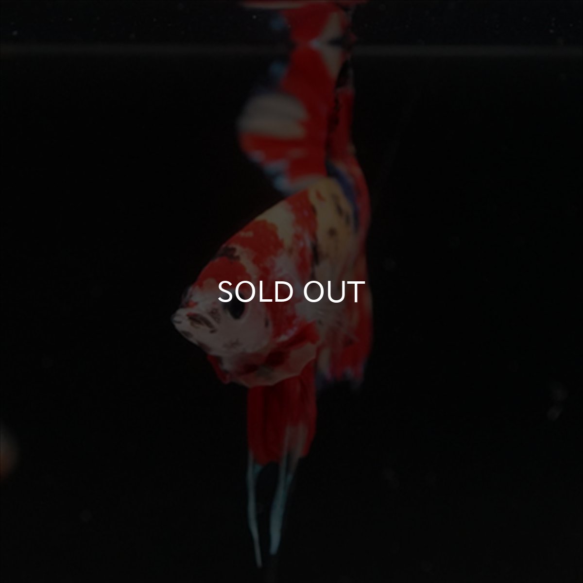 画像15: HMPK　キャンディ (15)