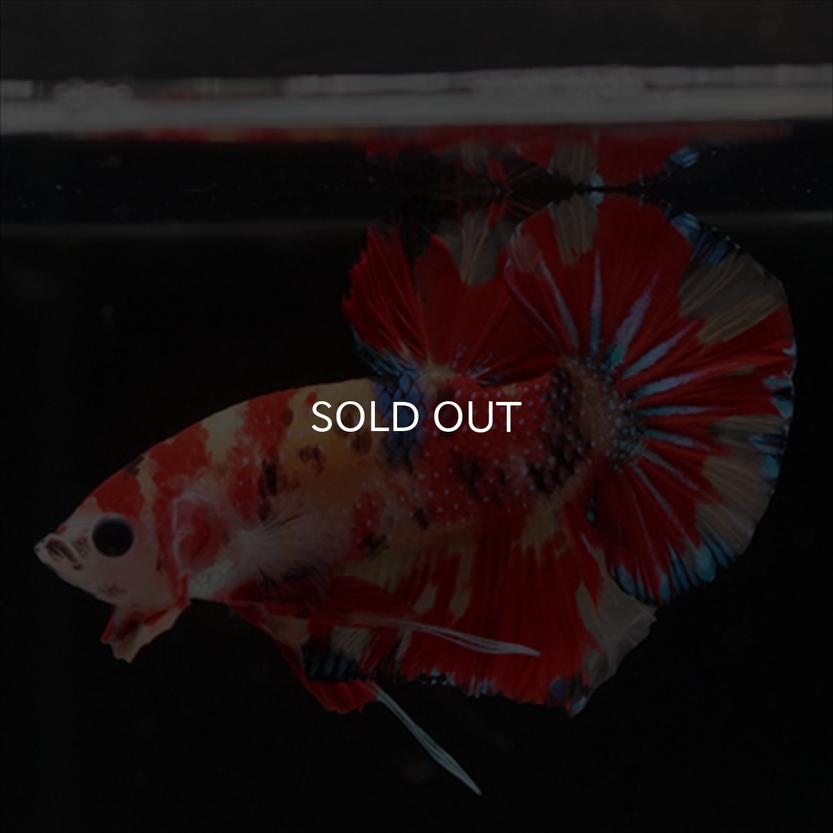 画像14: HMPK　キャンディ (14)