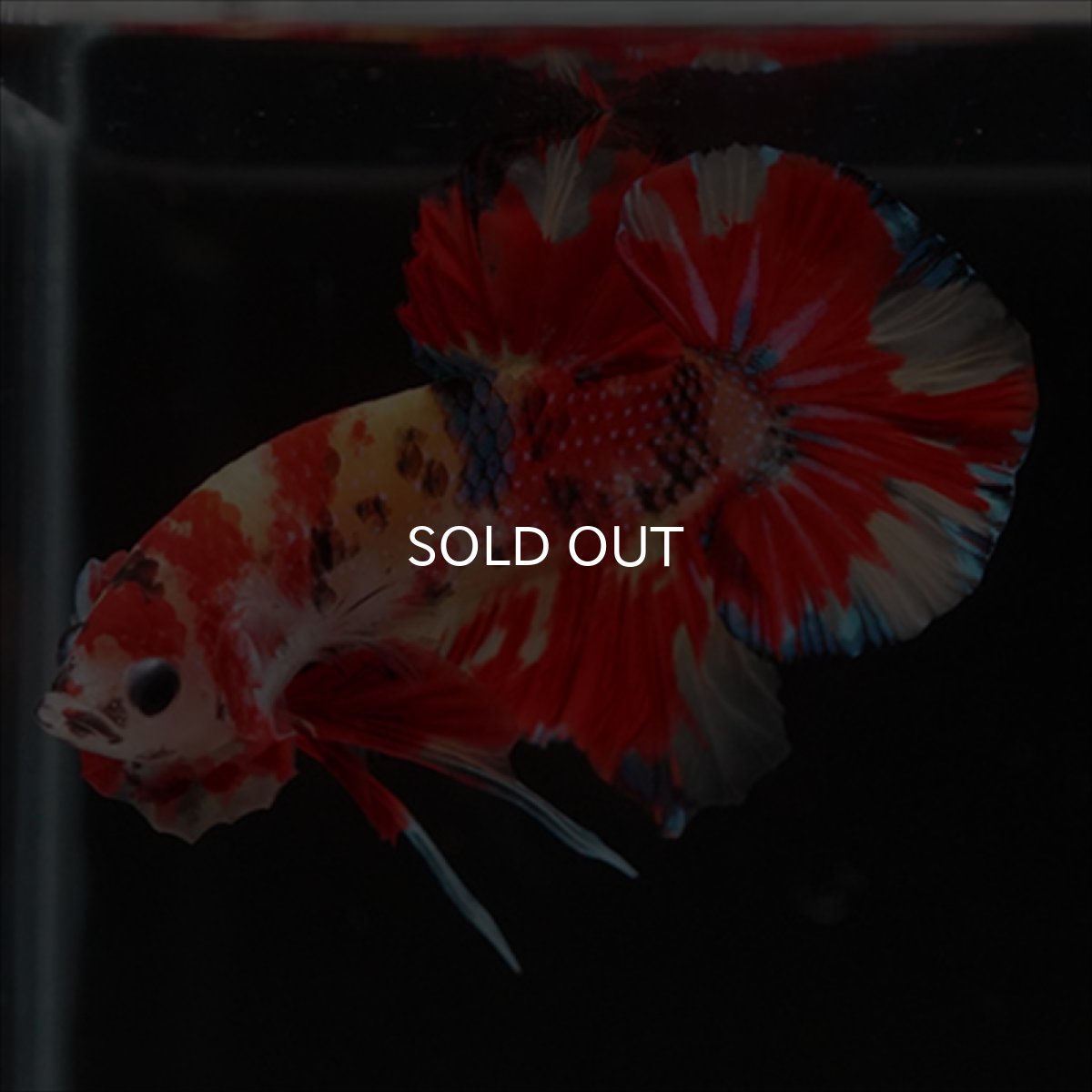 画像13: HMPK　キャンディ (13)