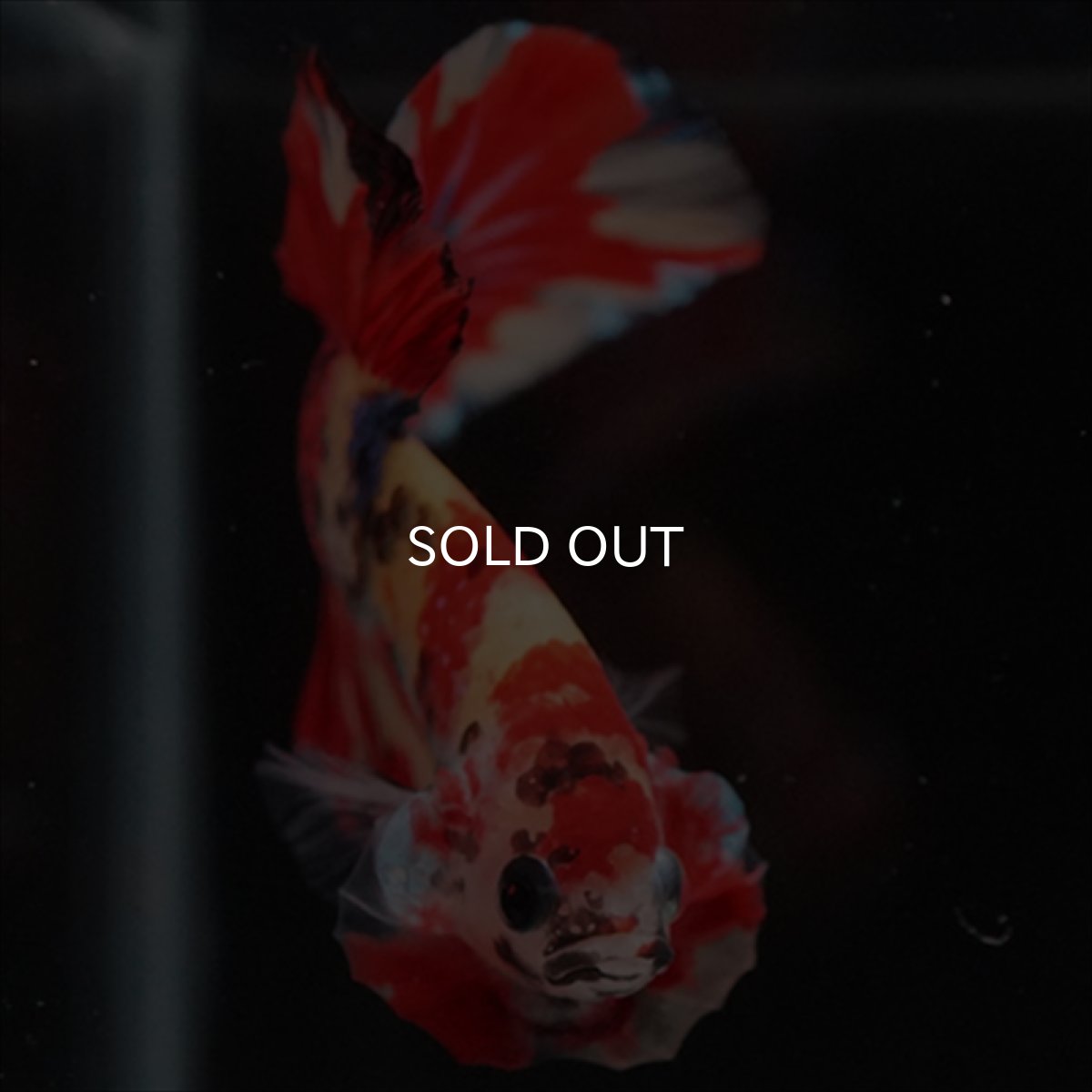 画像12: HMPK　キャンディ (12)