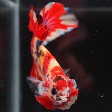 画像12: HMPK　キャンディ (12)