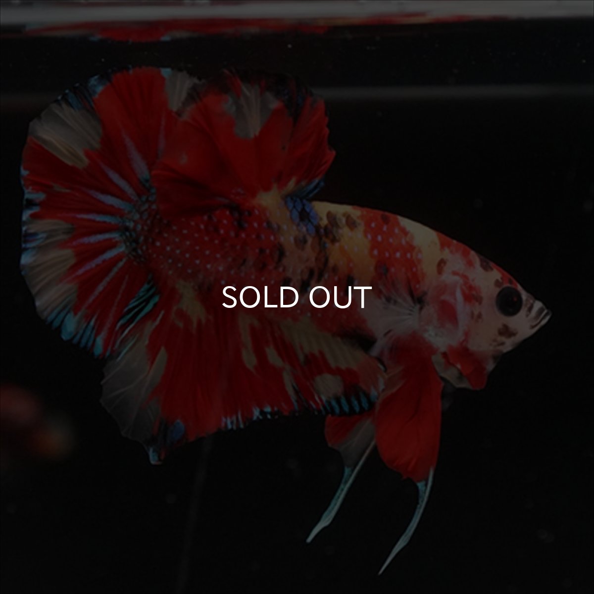 画像11: HMPK　キャンディ (11)