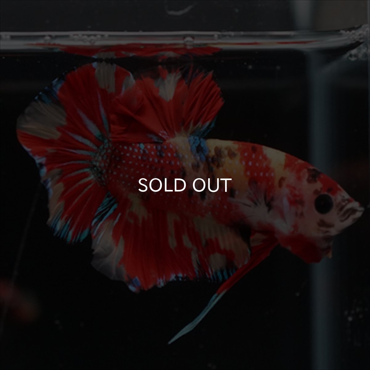 画像10: HMPK　キャンディ (10)