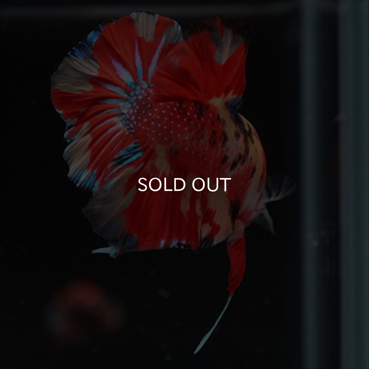 画像9: HMPK　キャンディ (9)