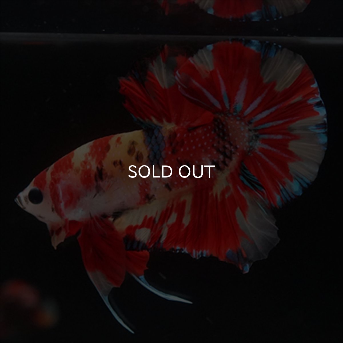 画像8: HMPK　キャンディ (8)