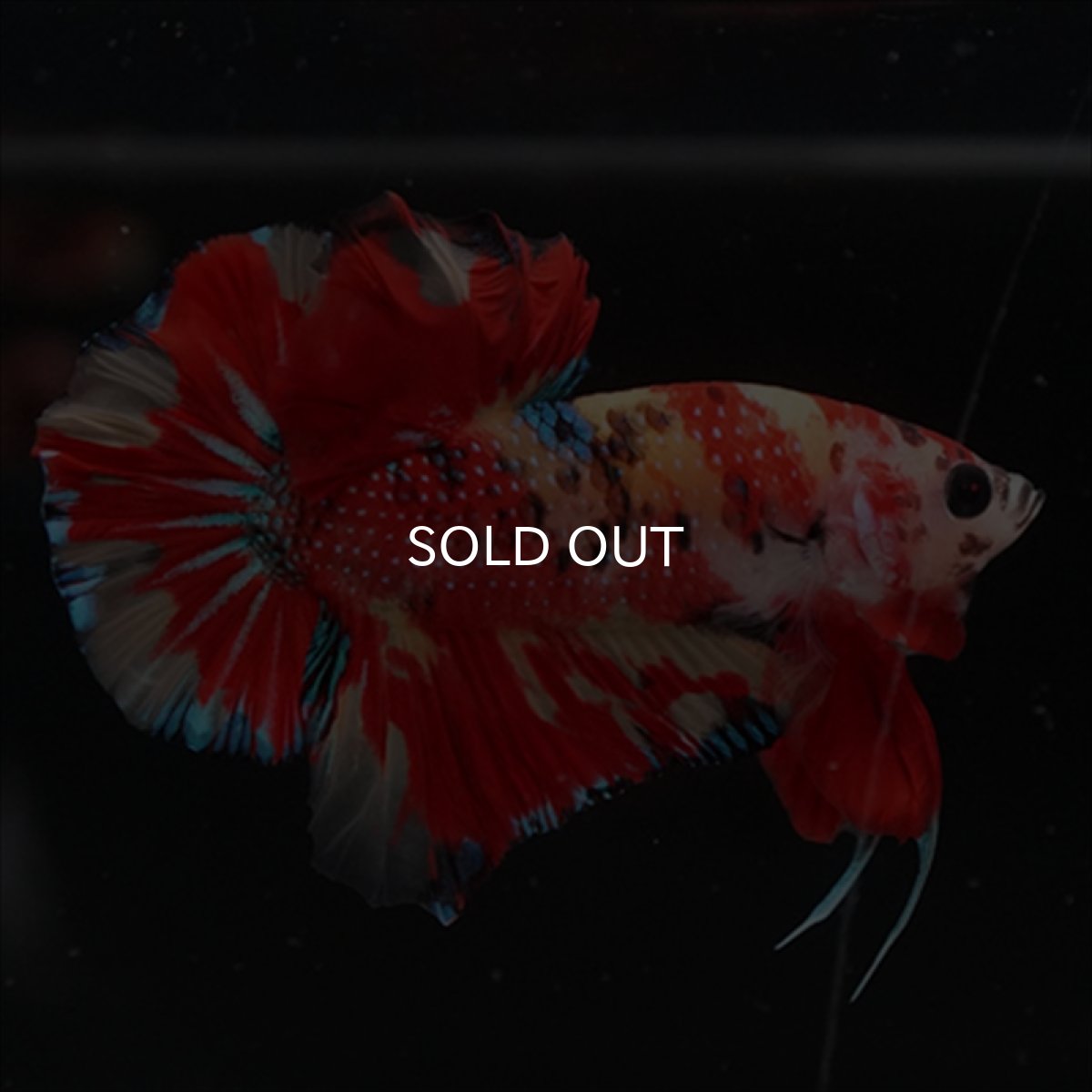 画像7: HMPK　キャンディ (7)