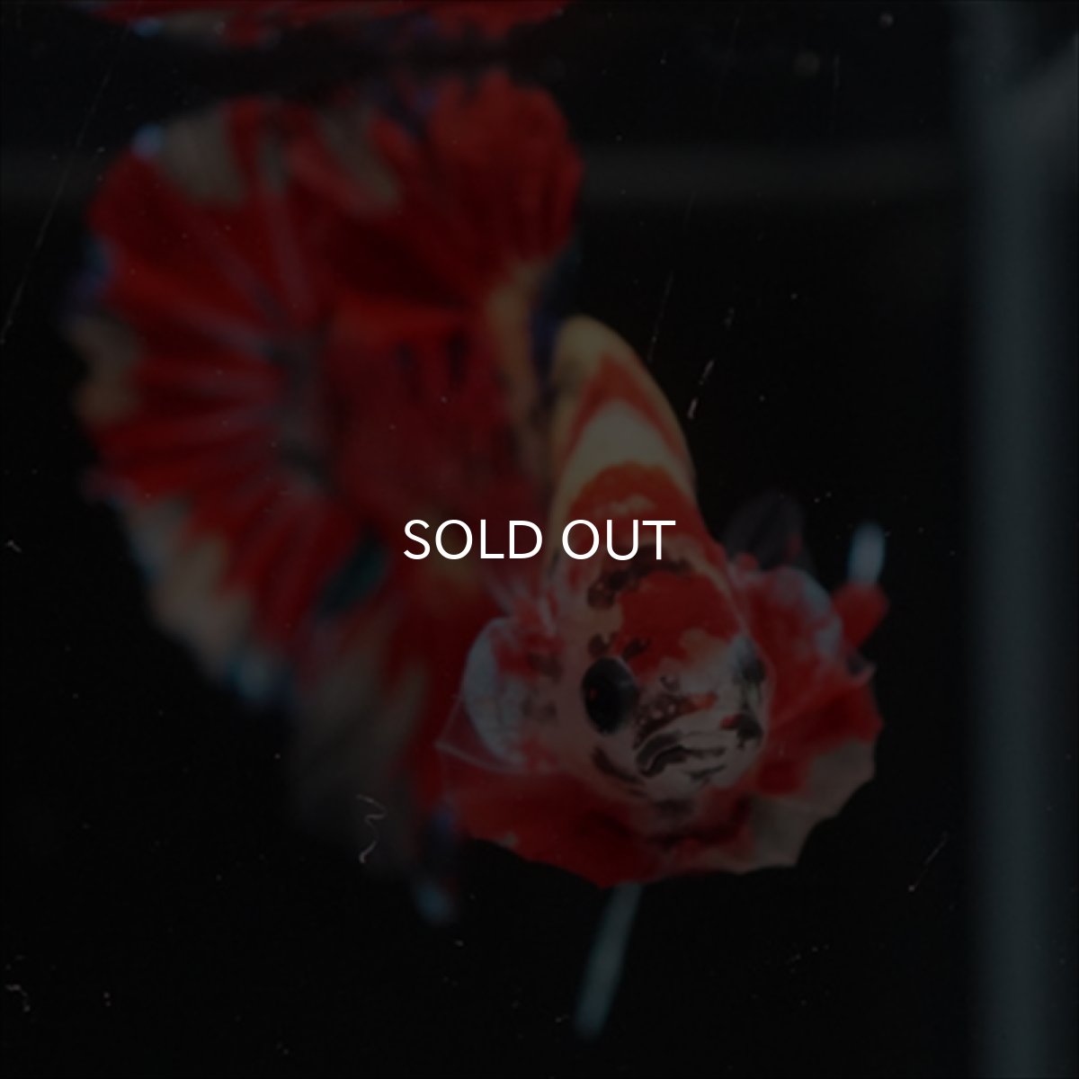 画像3: HMPK　キャンディ (3)