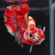 画像3: HMPK　キャンディ (3)
