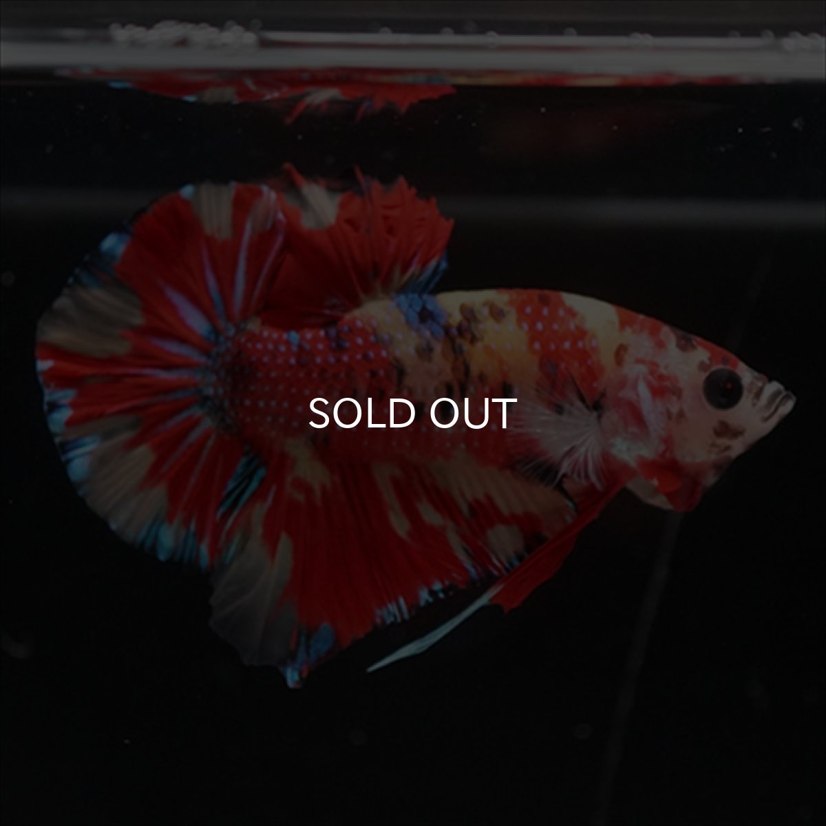 画像6: HMPK　キャンディ (6)