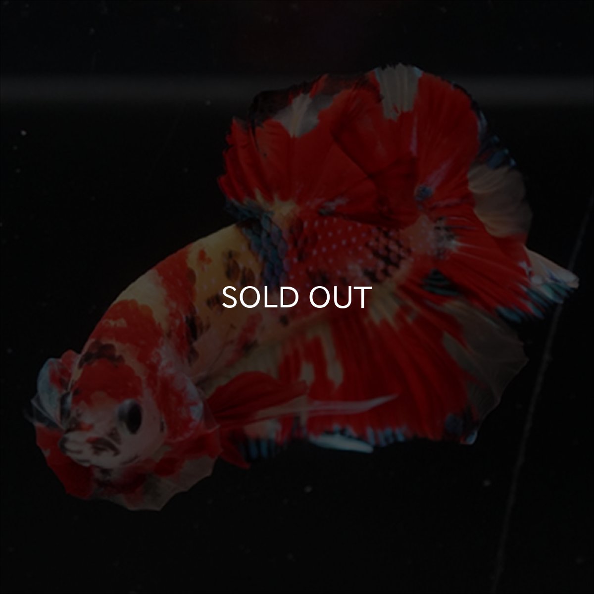 画像5: HMPK　キャンディ (5)