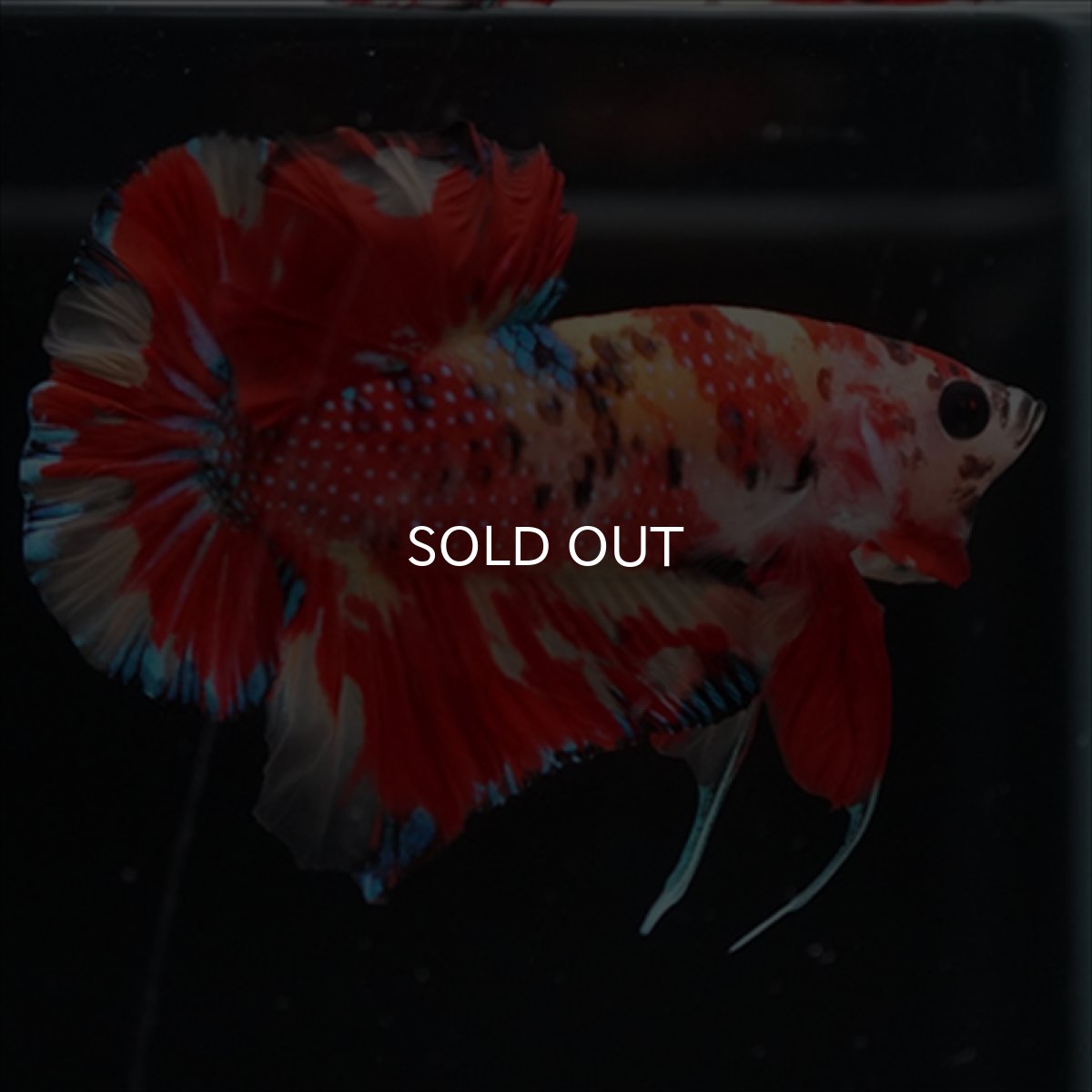 画像2: HMPK　キャンディ (2)