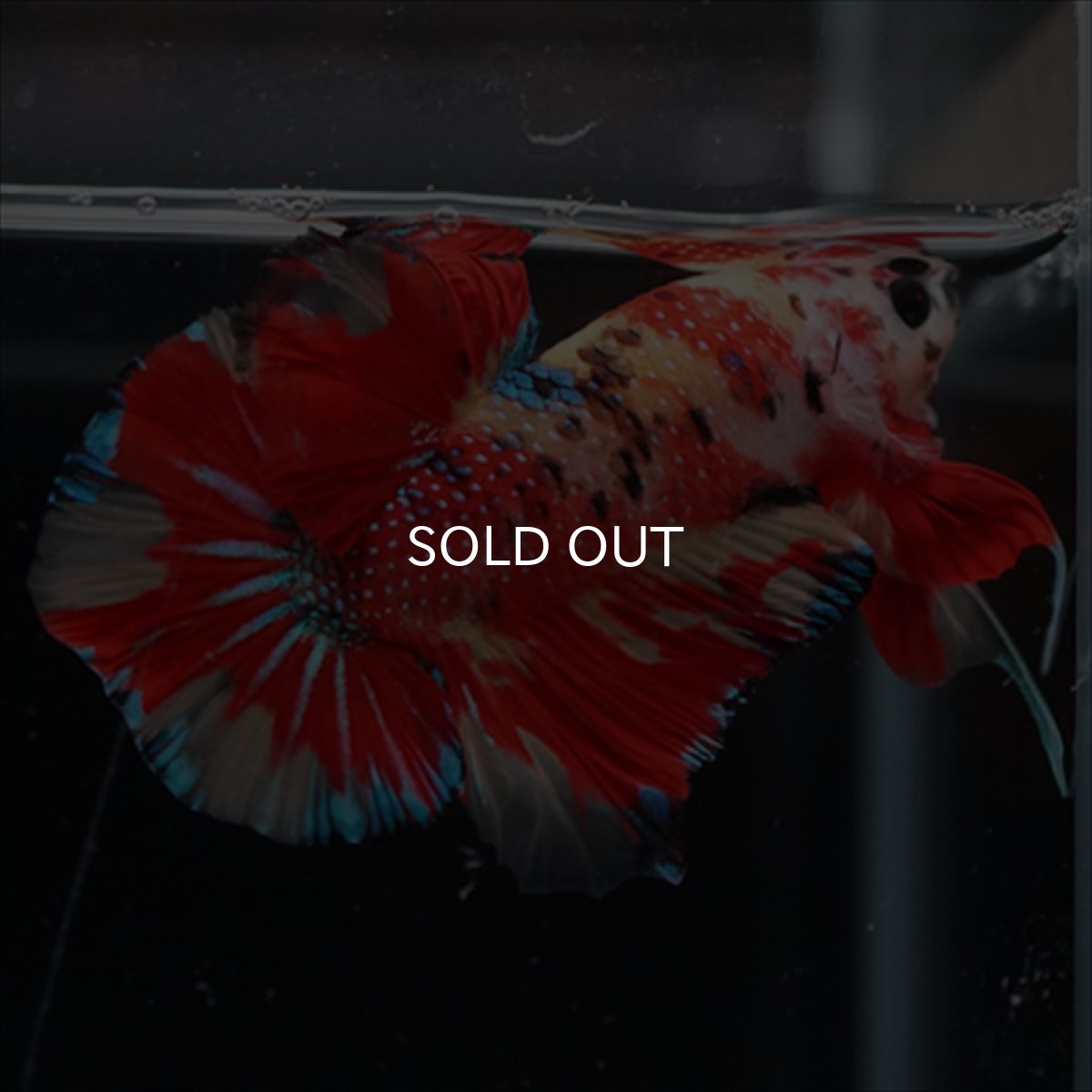 画像4: HMPK　キャンディ (4)