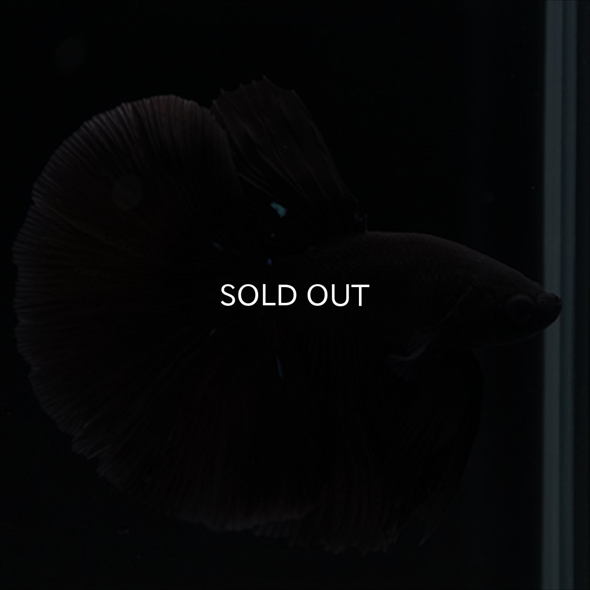 画像10: HM　ブラック (10)