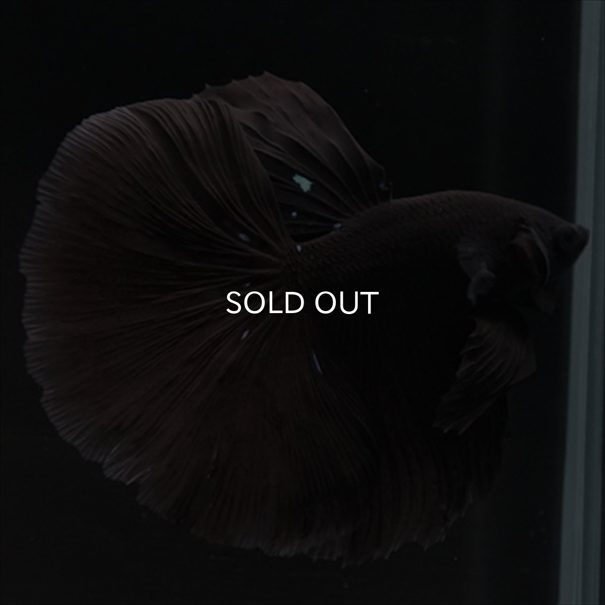 画像9: HM　ブラック (9)