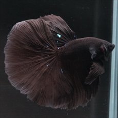 画像9: HM　ブラック (9)