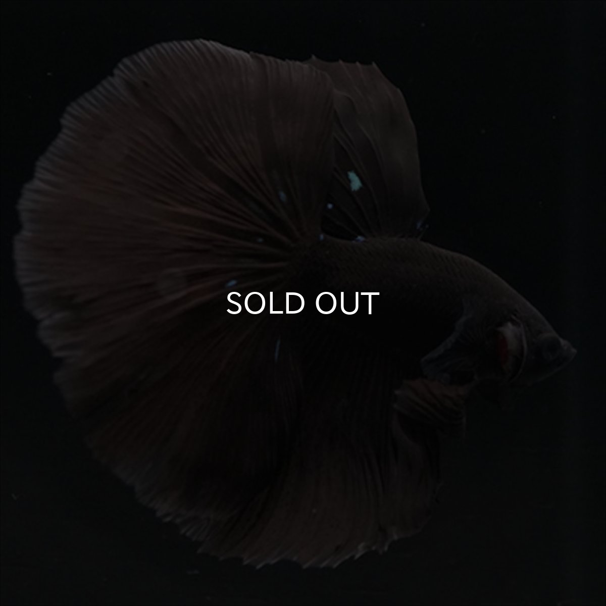 画像2: HM　ブラック (2)