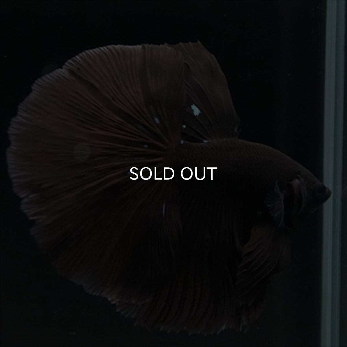 画像3: HM　ブラック (3)