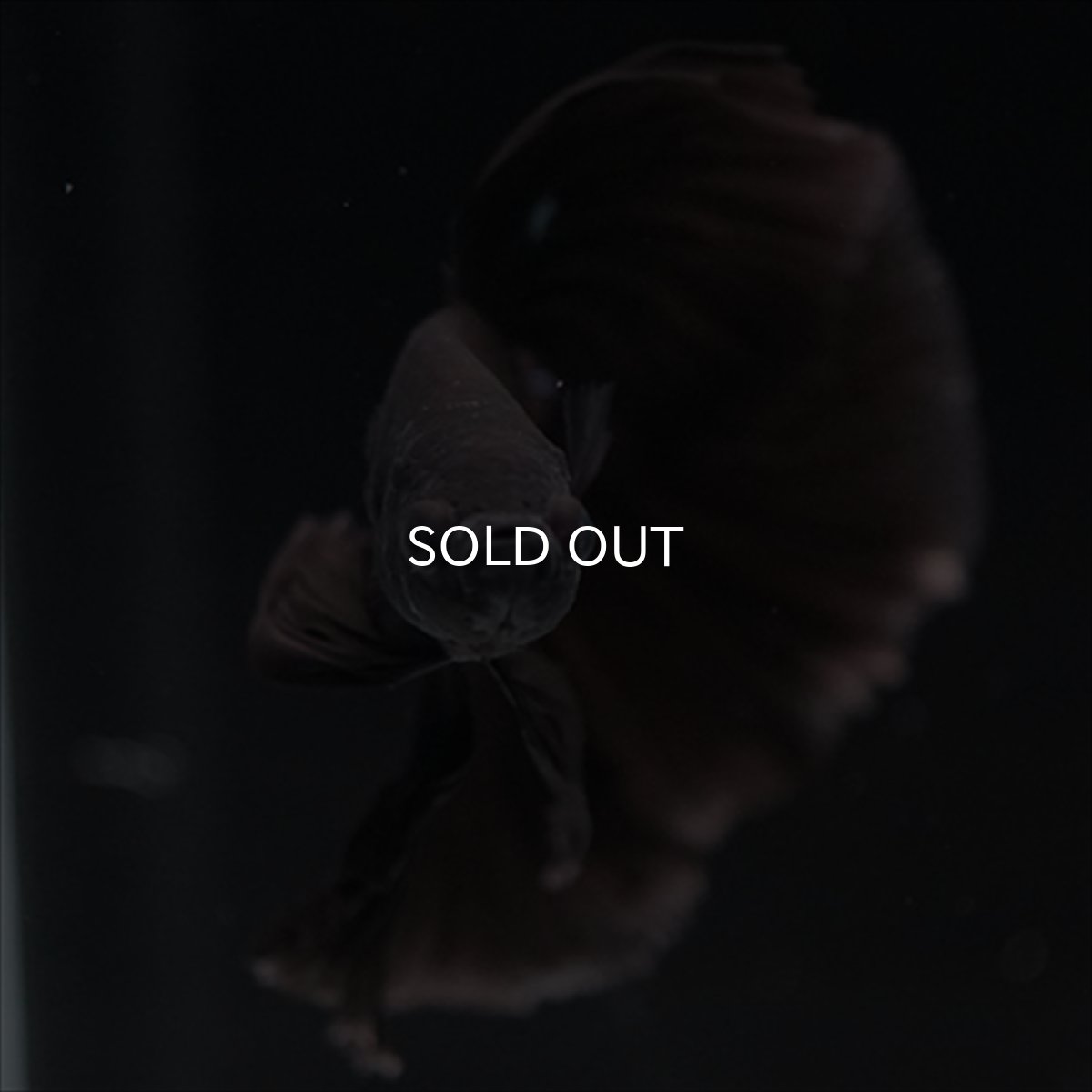 画像8: HM　ブラック (8)