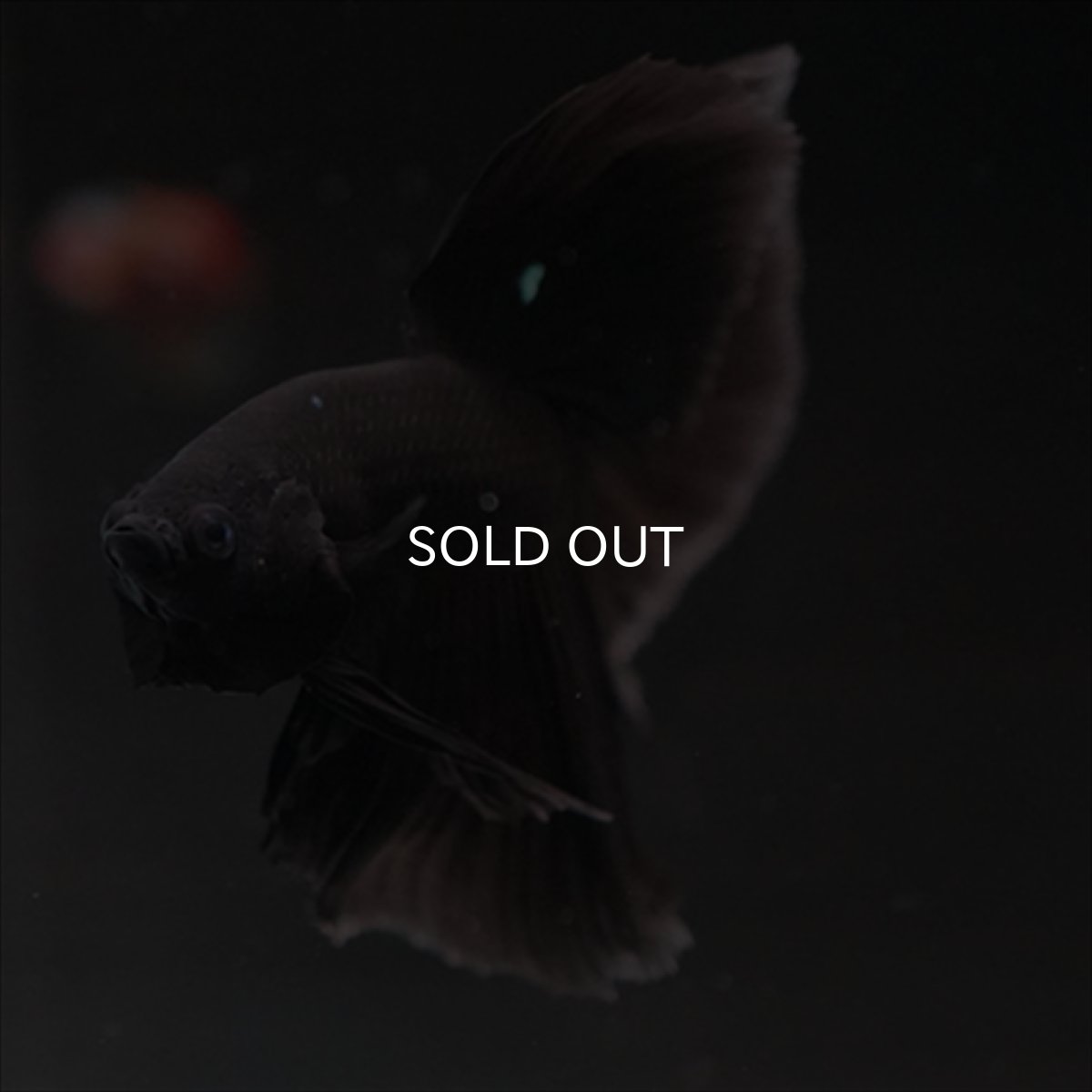 画像7: HM　ブラック (7)