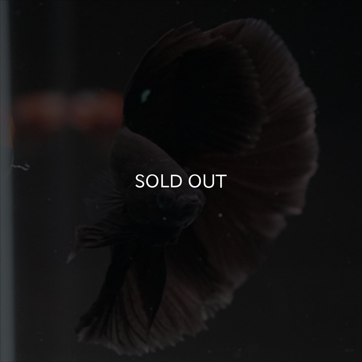 画像6: HM　ブラック (6)