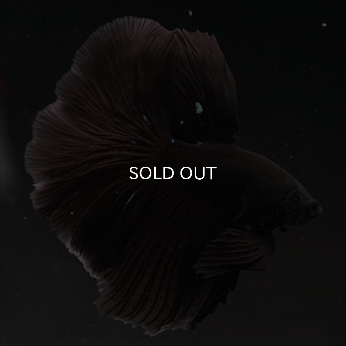 画像5: HM　ブラック (5)