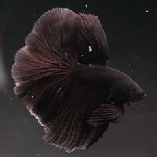 画像5: HM　ブラック (5)