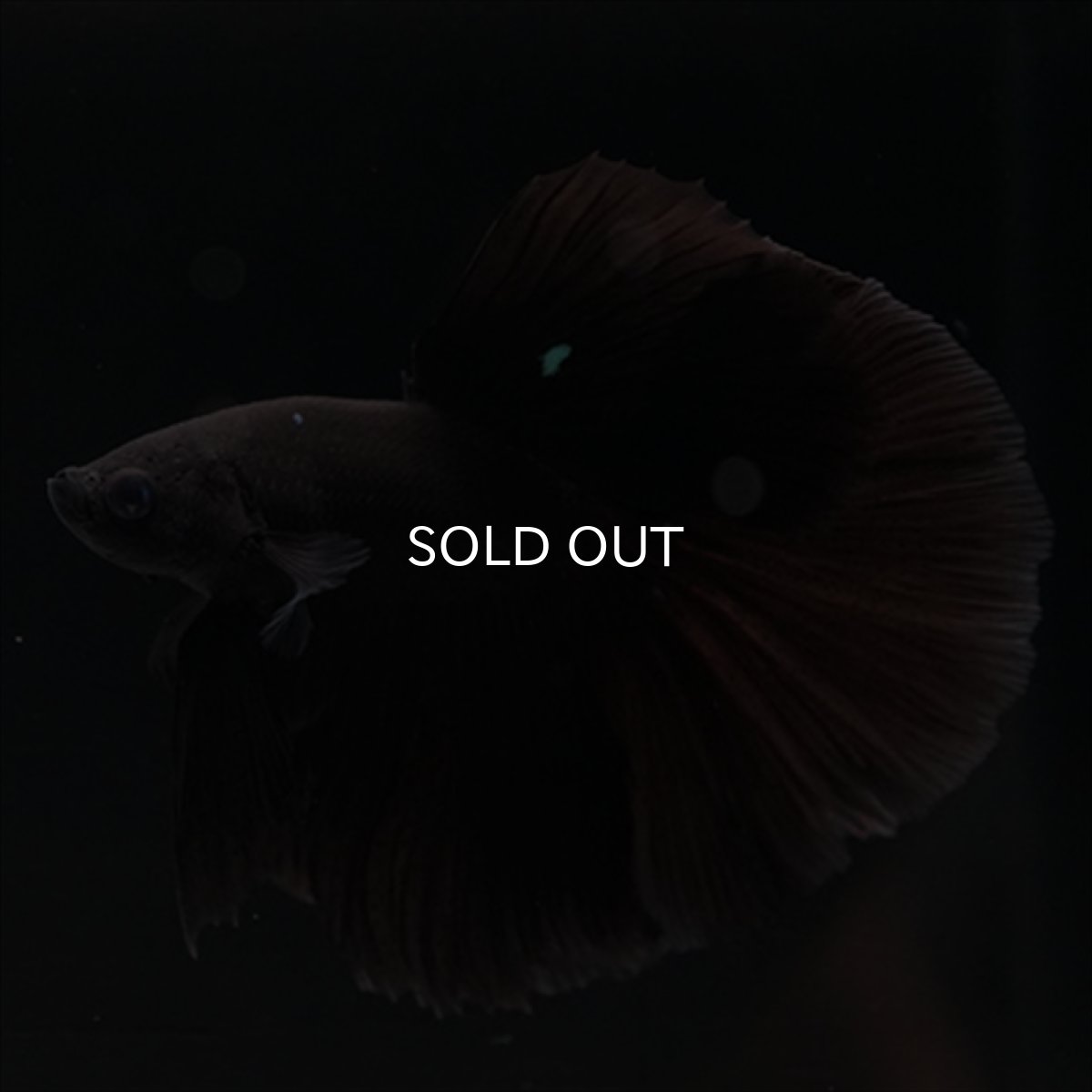 画像4: HM　ブラック (4)