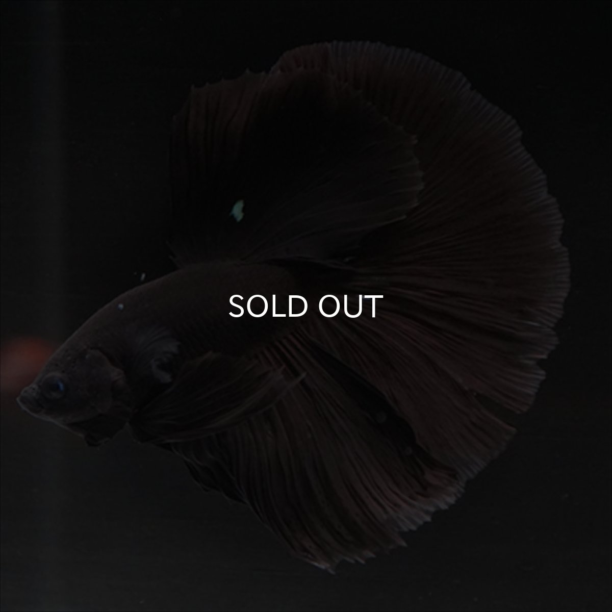 画像1: HM　ブラック (1)