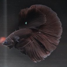 画像1: HM　ブラック (1)