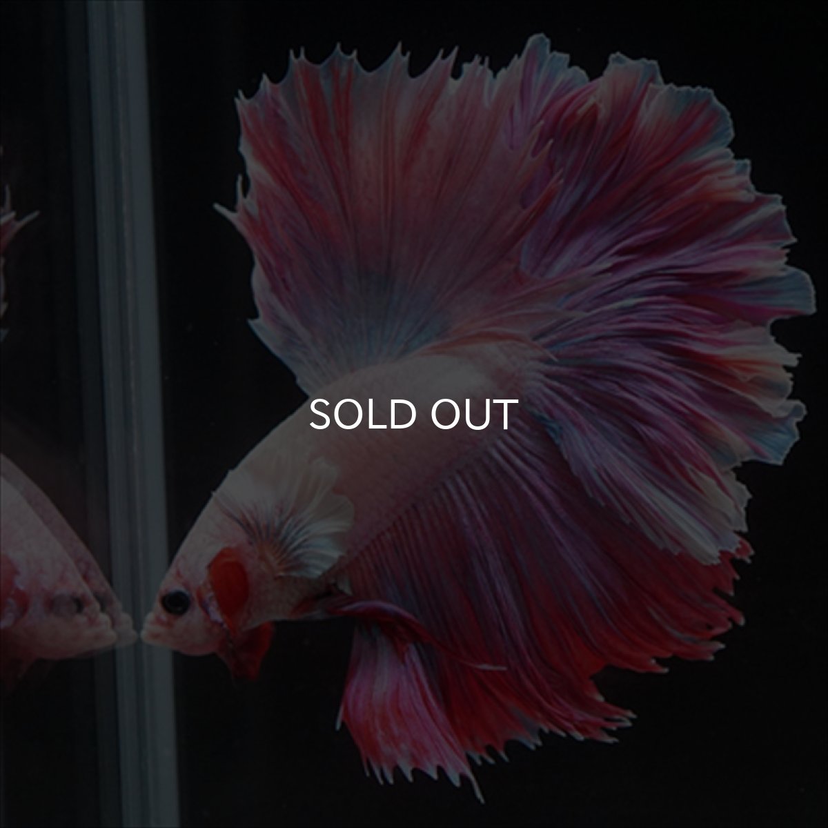 画像16: HM　ラベンダー　ローズテール (16)