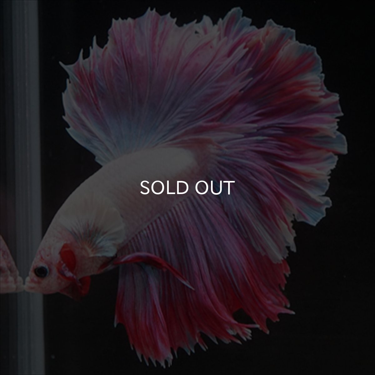 画像15: HM　ラベンダー　ローズテール (15)