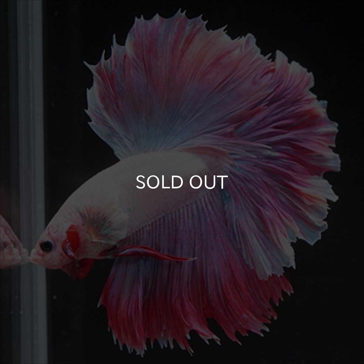 画像6: HM　ラベンダー　ローズテール (6)