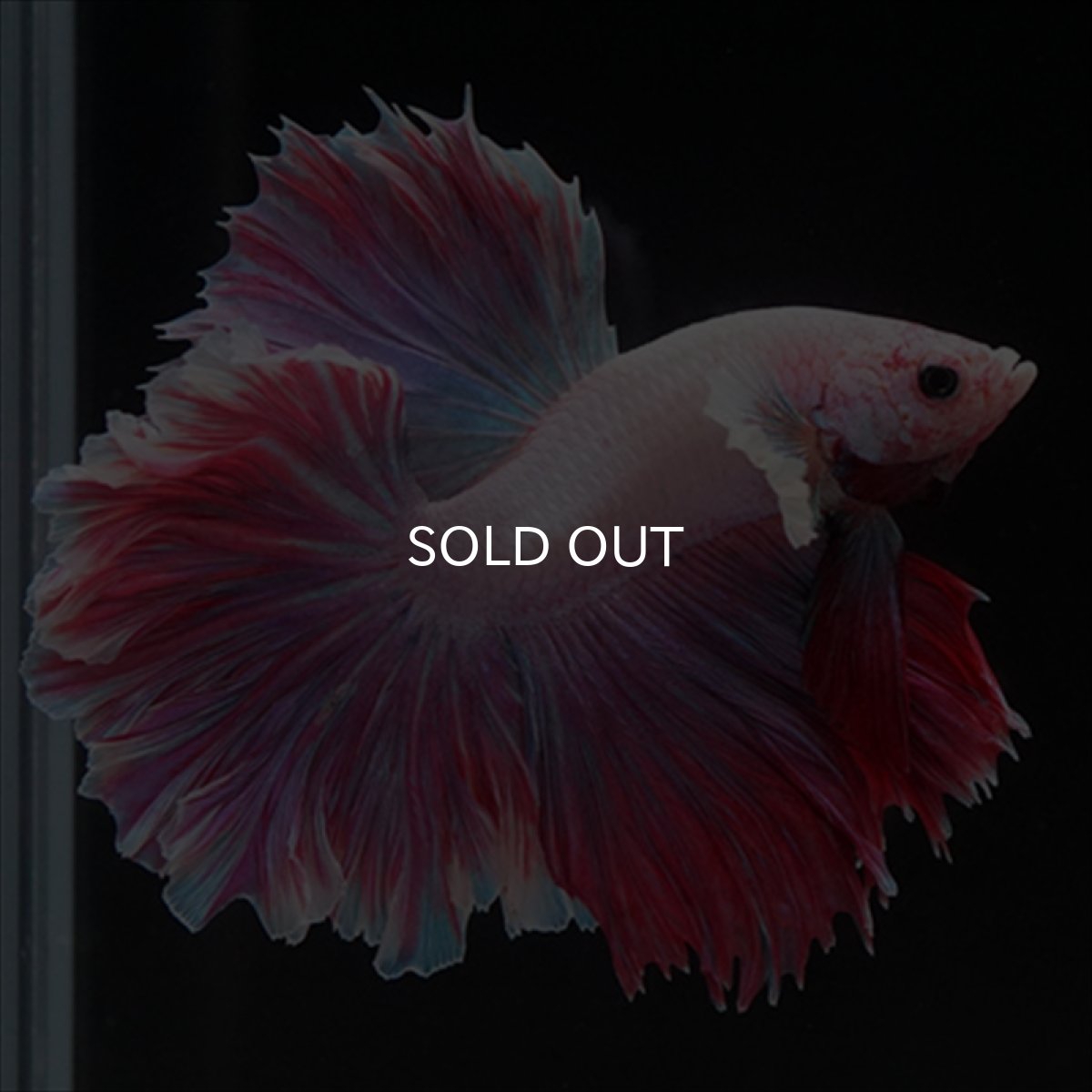 画像14: HM　ラベンダー　ローズテール (14)